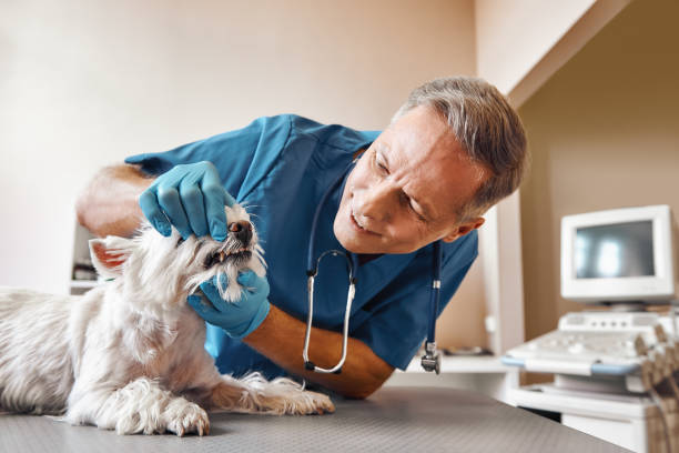 Best Emergency Dental Care for Abscessed Tooth in Pecan Plantation, TX